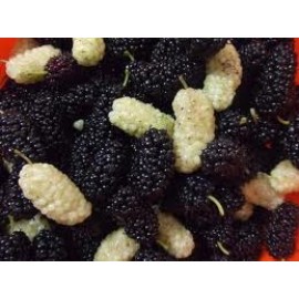 Шелковица плакучая